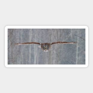 Full speed - Great Grey Owl Sticker